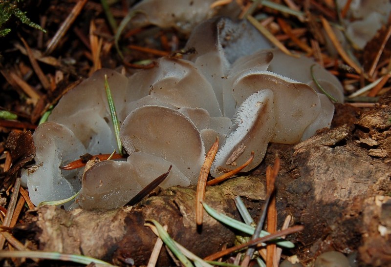 Pseudohydnum gelatinosum